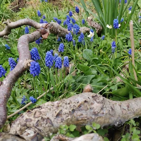 Homestay Rosenhuset *