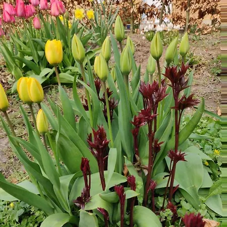 Rosenhuset * Haderslev